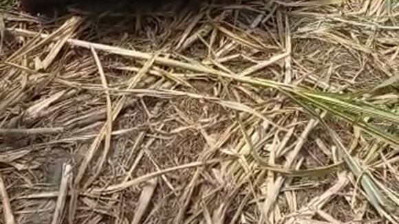 Recuperan camioneta robada en Paiján