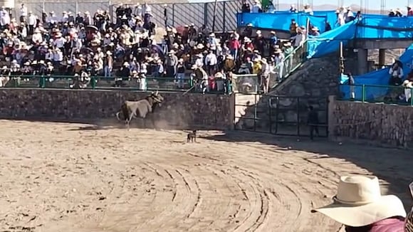 Llevan toro de lidia a pelea de astados en Mollebaya, Arequipa