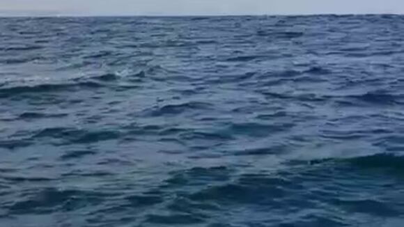 Avistamiento de ballenas jorobadas en Tumbes