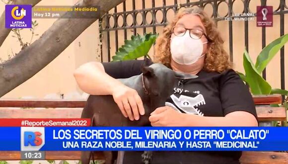 Perro calato, una raza noble