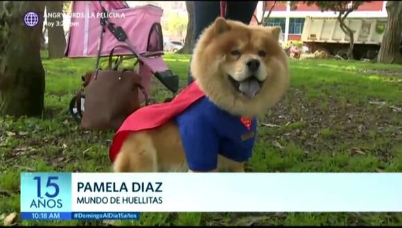 Halloween para perros