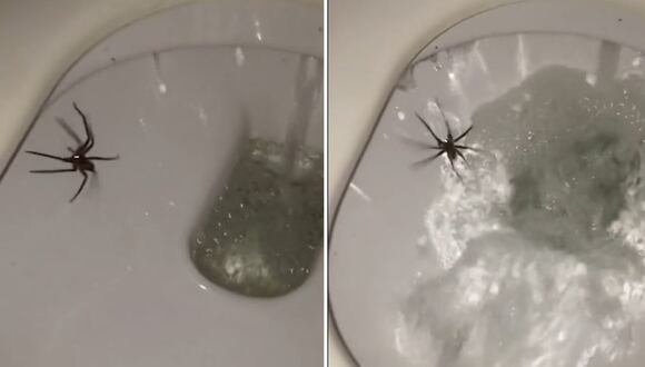 Horrible araña de ojos brillosos apareció en un inodoro