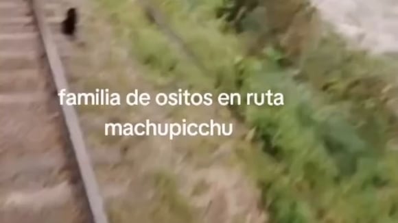 CORREO | Machu Picchu: Familia de ositos camina tranquilamente por las vías del tren