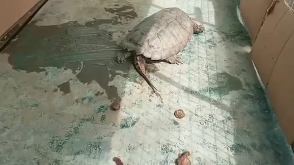 Hallan tortuga caimán en Tumbes