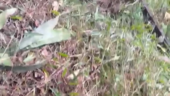 CORREO | Turista que cayó a barranco en Machu Picchu aún no es hallado
