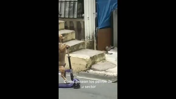Perrito pasea en patineta eléctrica