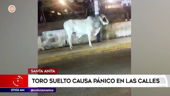 Toro escapa y causa caos en la calle
