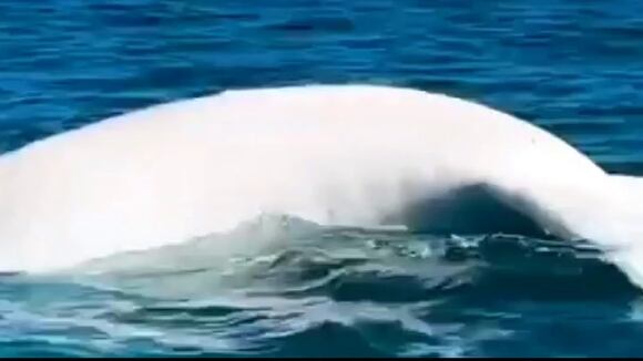 CORREO I Piura: Captan a ballena jorobada completamente blanca