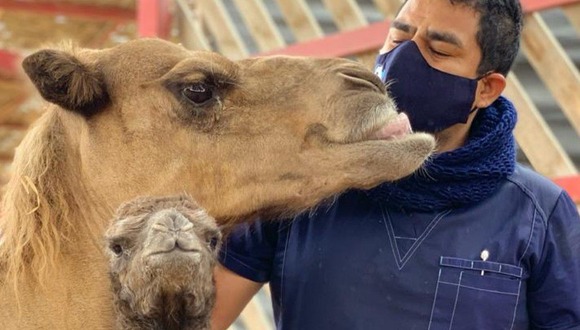 Ica: Nace el primer dromedario en cautiverio en la Universidad San Juan Bautista (Video Ica TV)