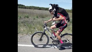 Argentina: ciclistas salvan a perrito abandonado en zona agreste (VIDEO) 