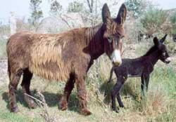 Melgar: Se confirma rabia equina en 2 personas