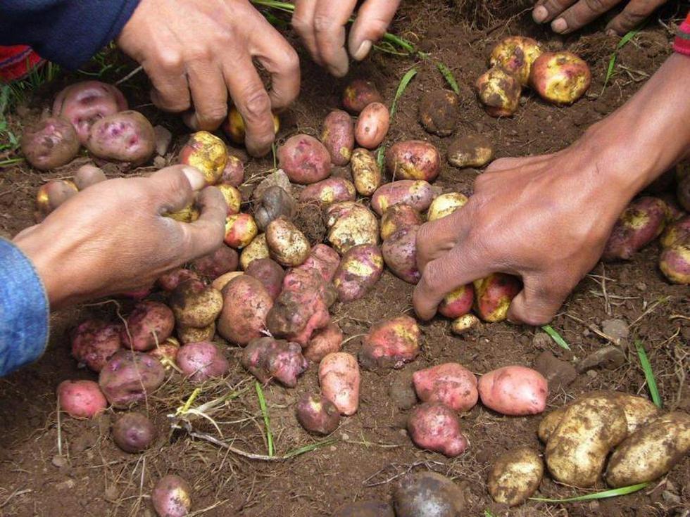 Ayacucho es región papera con más de 22 mil hectáreas