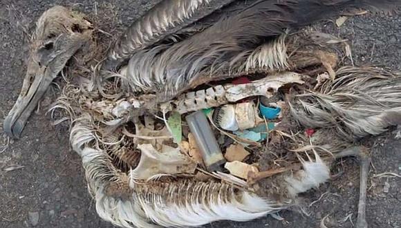 Contaminación mortal: Albatros mueren con estómagos llenos de plástico (VIDEO y FOTOS)