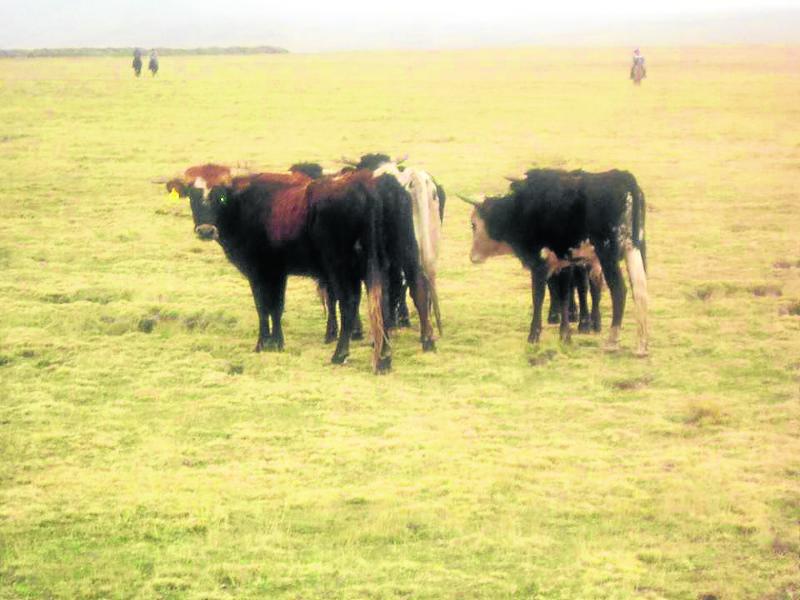 Seis toros bravos causan temor en pobladores