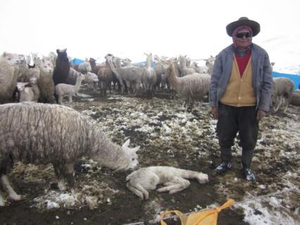 A 22 mil se eleva muerte de crías de alpacas por neumonías e hipotermia