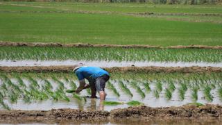 La producción de arroz disminuyó en la región Piura