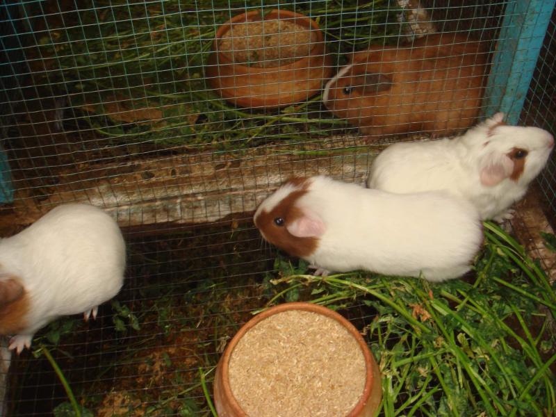 Huancavelica con  43 asociaciones de productores de cuyes