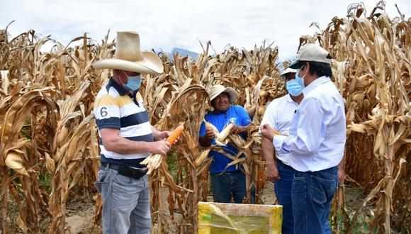 Agencia agraria enseñar manejo del cultivo a agricultores de Tomabal a través de escuela de campo, en la provincia de Virú.