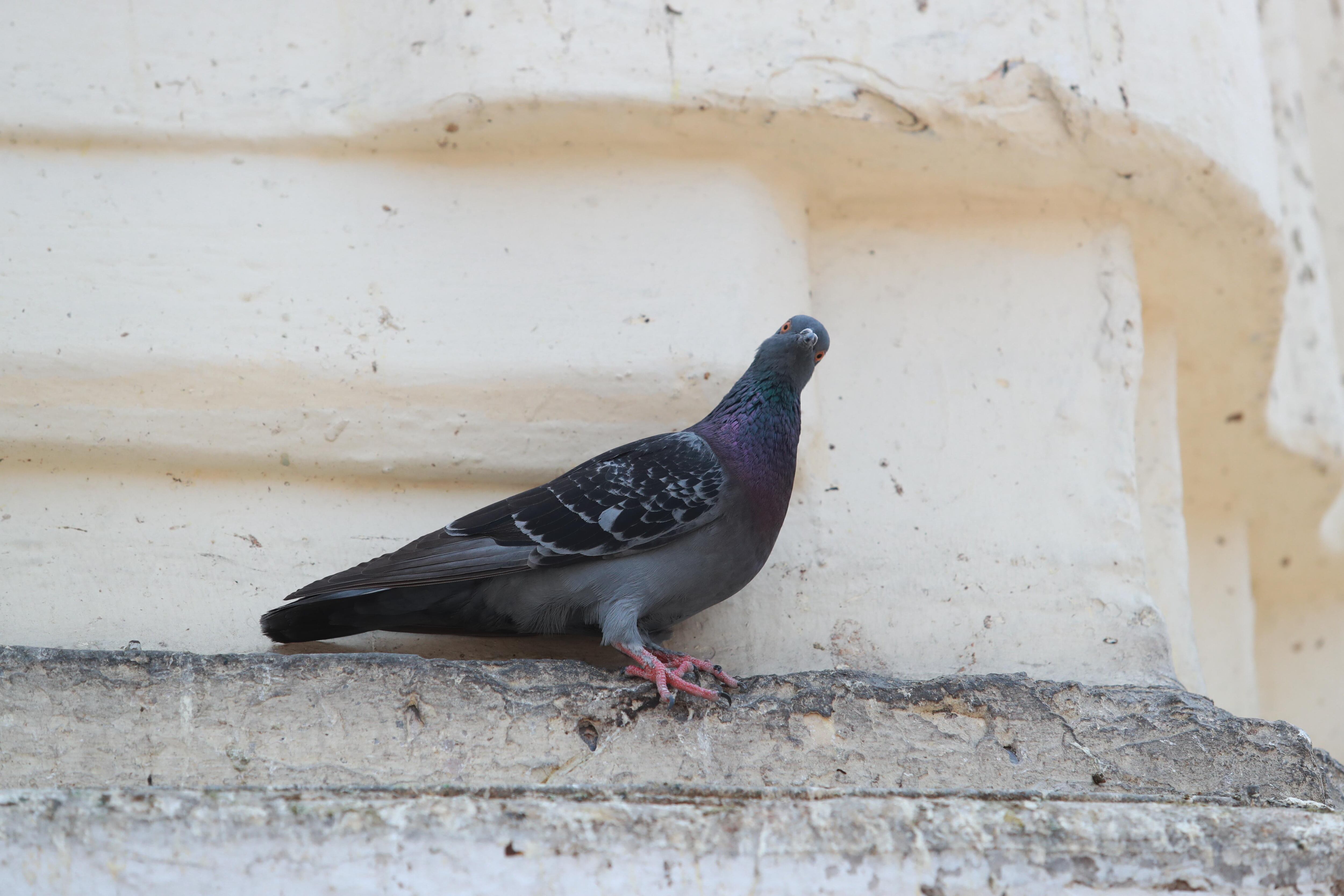 Tomar las medidas higiénicas correspondientes pueden ayudar a evitar enfermedades. FOTO: LINO CHIPANA OBREGÓN