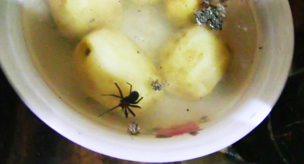 Hallan araña en comida que era guardada | EDICION | CORREO