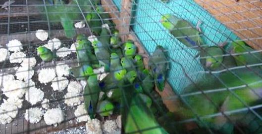 Lambayeque: Rescatan a reptiles y aves en operativo