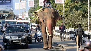 India: elefante mató a 16 personas en dos meses después de ser rechazado por su rebaño