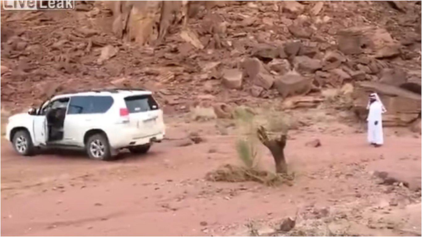 YouTube: ellos buscaron acabar con el árbol pero la naturaleza les dio una lección