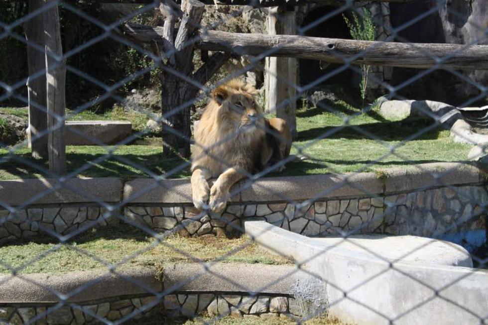 Implantarán chips a los animales de zoológico 