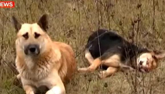 Video: Perro 'veló' el cadáver de su compañera por una semana
