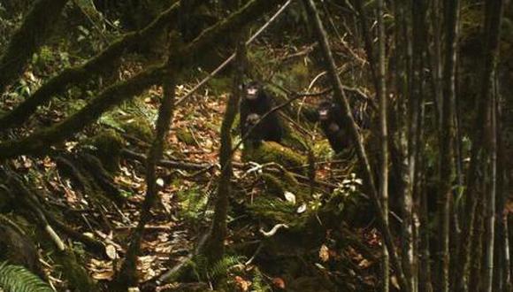Difunden las primeras fotos de una especie de mono recién descubierta