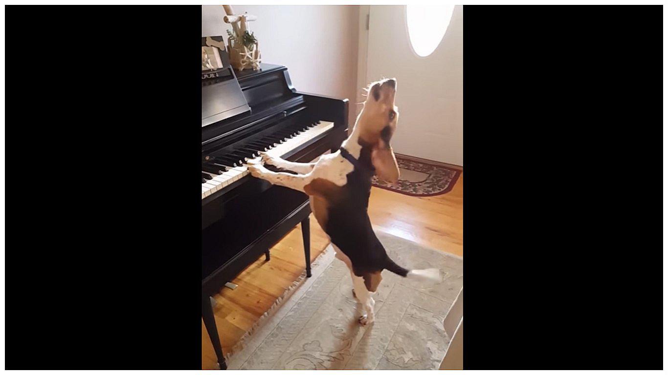 YouTube: perro que toca piano y "canta" causa furor en internet [VIDEO]