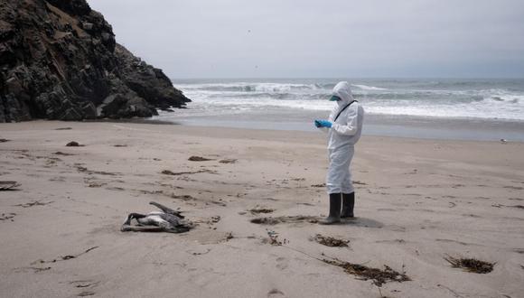 Reportan aves muertas en playa de Ancón. Foto: Andina/referencial