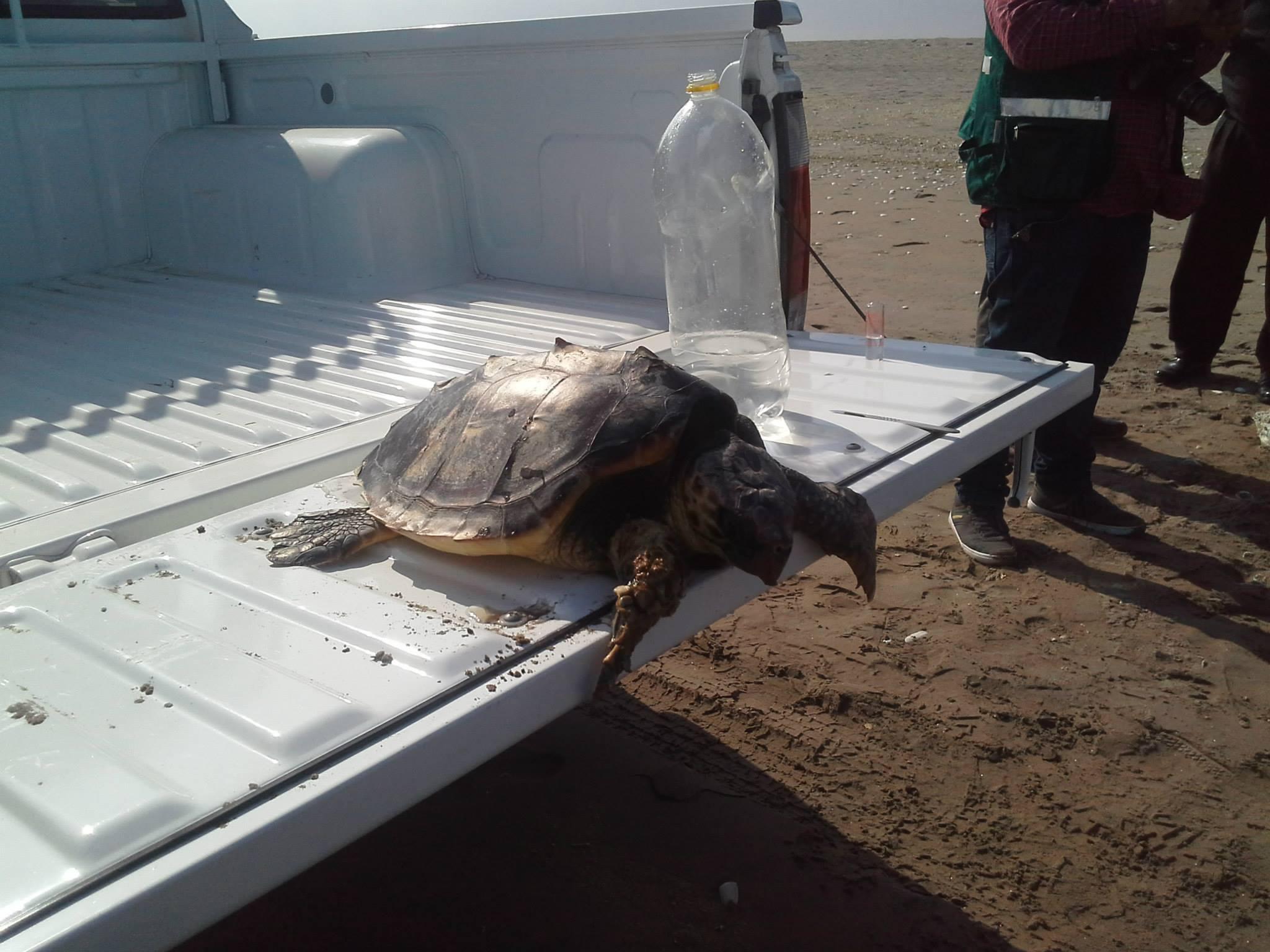 Amputarán pata de tortuga marina que fue hallada herida