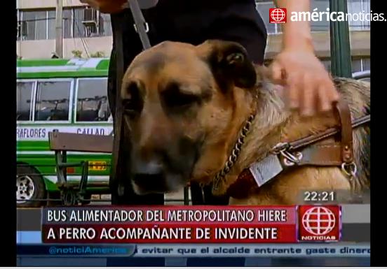 Alimentador del Metropolitano hirió a perro guía que acompañaba a invidente