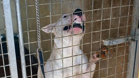 México: Baleó a la familia porque el perro le ladró 