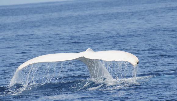 Nueva Zelanda: Avistan un raro ejemplar de ballena albina