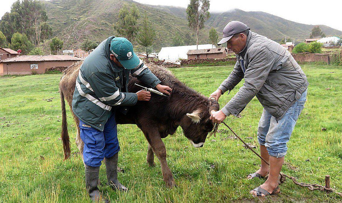 Vacunan a más de 11 mil animales para evitar brote de carbunco en Cusco