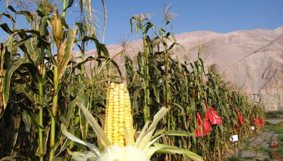 Día del campesino: maíz de Arica logra denominación de origen y calidad