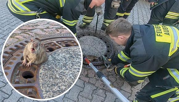 Rata con sobrepeso quedó atorada en alcantarilla y bomberos acudieron a salvarla (VIDEO y FOTOS)
