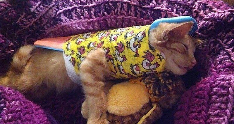 Gatito abandonado con columna vertebral rota recibe apoyo y ahora luce así 