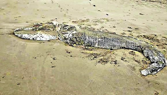 Pescadores hallan un tiburón boquiancho en la playa Los Órganos 