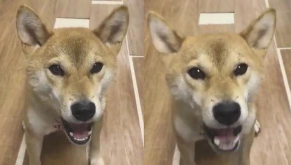 El perro que 'habla' japonés y remece las redes sociales (VIDEO)