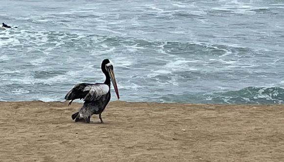 Una de las especies más afectada ha sido el pelicano. (Foto: Liz Saldaña / RMMN)