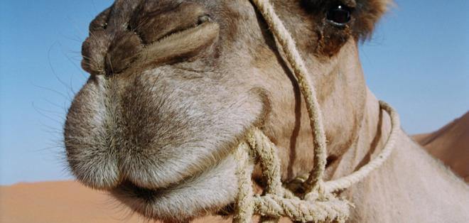 Hombre falleció tras ser golpeado y aplastado por su camello
