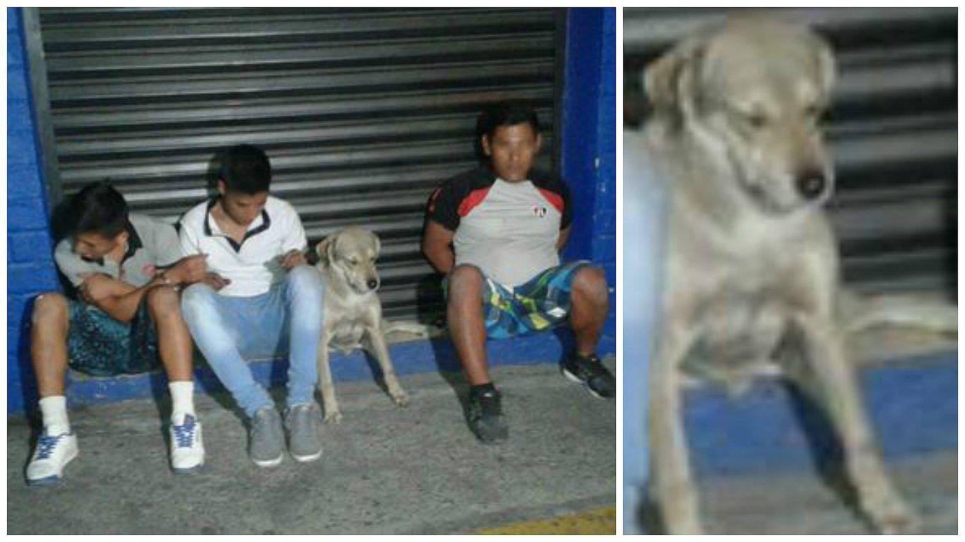 Facebook: Perro es arrestado junto a banda de ladrones y enternece a las redes