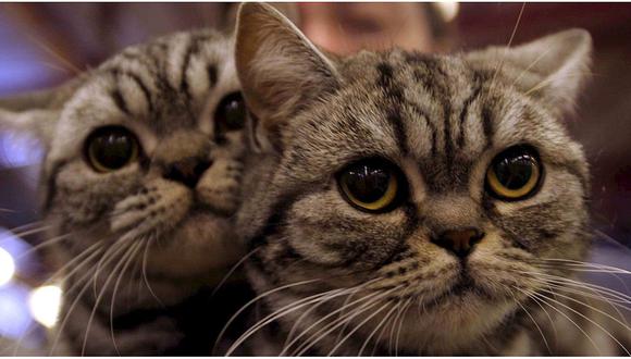 Estudio afirma que parásito común en gatos es causa del espíritu empresarial