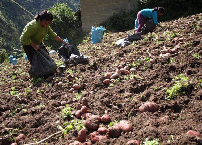 Garantizan campaña agrícola del 2016 en el sur