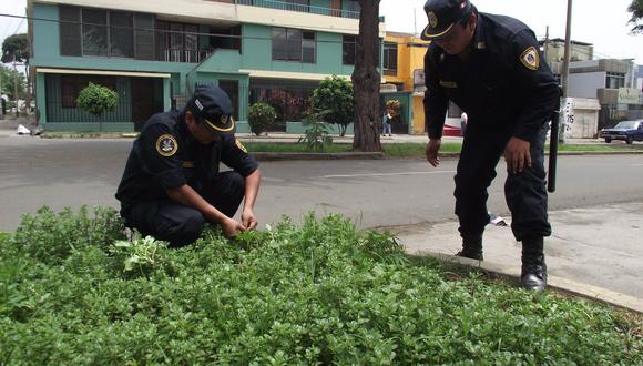 Trujillo: Hallan marihuana sembrada en vía pública 