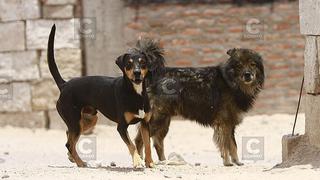 Rabia canina: Arequipa termina el 2022 con 28 contagios