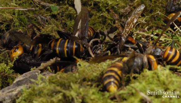 La avispa asesino puso en alerta hace algún tiempo a las autoridades de Estados Unidos, quienes advirtieron que estos insectos podrían acabar con panales enteros de abejas, vitales en el ecosistema natural. (Foto: Captura/Smithsonian Channel)